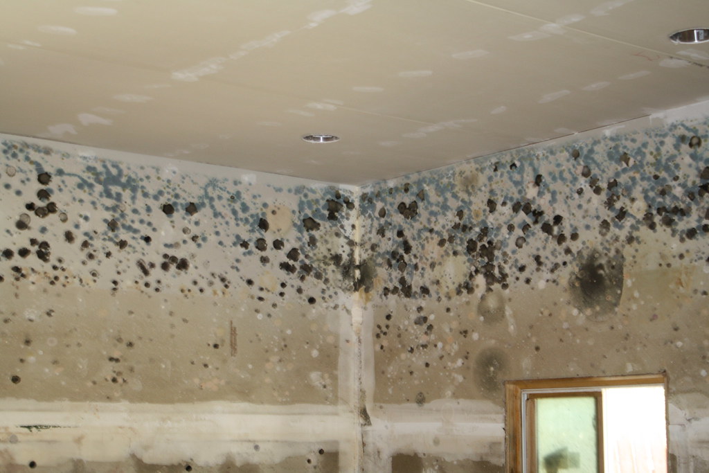 Mold Remediation and Prevention: How to Safeguard Your Home from Hidden Dangers